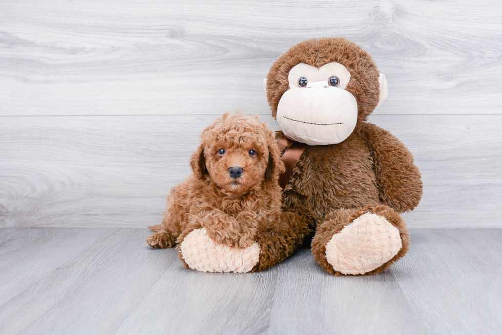 Petite Cavapoo Poodle Mix Pup