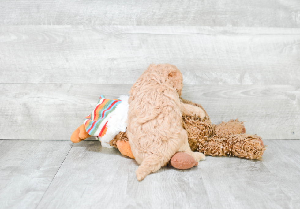 Cute Cavapoo Baby