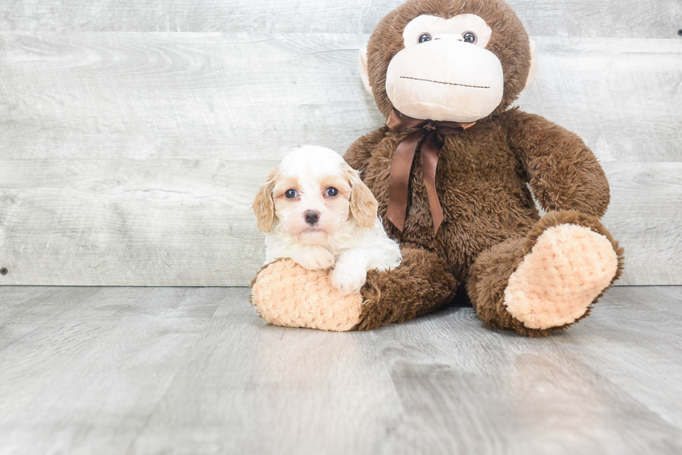 Cavachon Puppy for Adoption