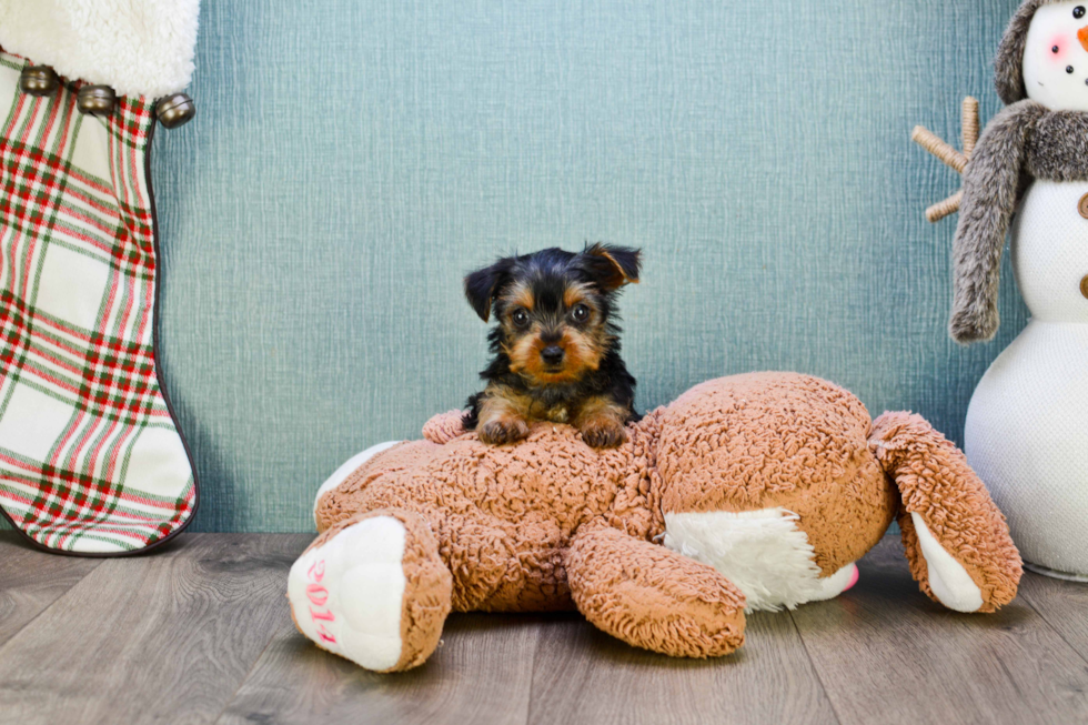 Meet Steph - our Yorkshire Terrier Puppy Photo 