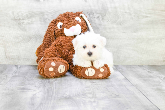 Playful Maltese Baby