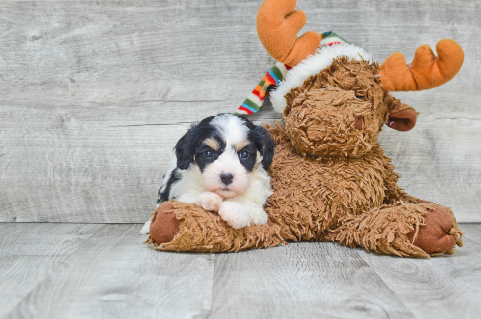 Friendly Cavachon Baby