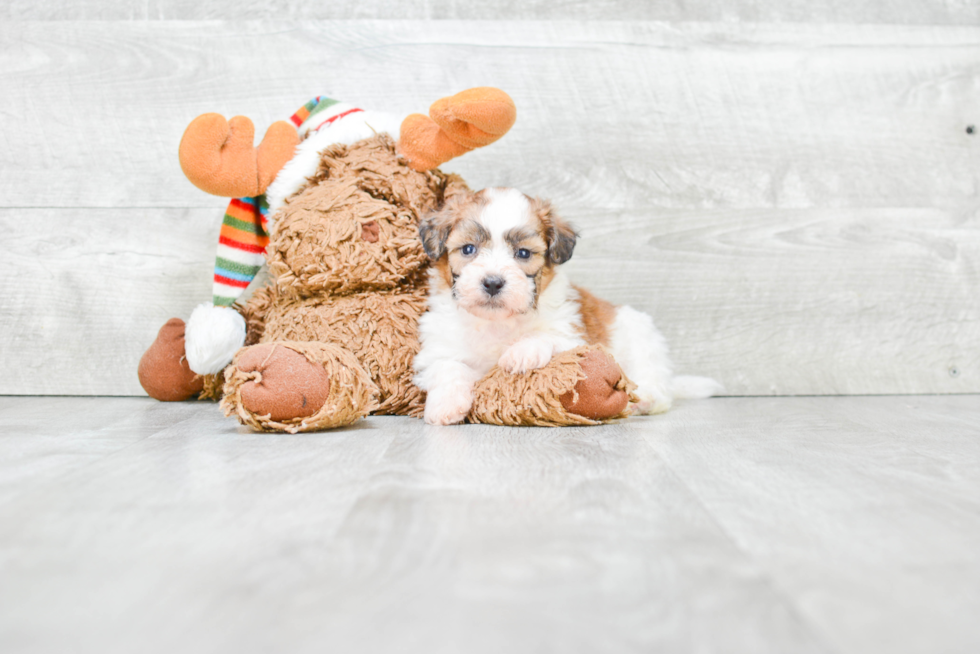 Small Teddy Bear Baby