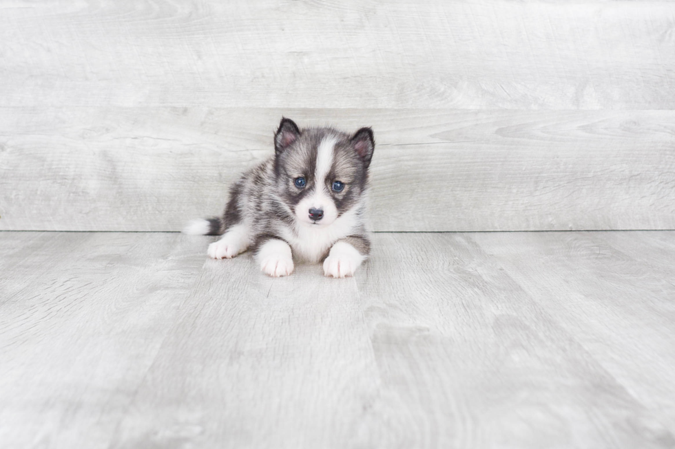 Best Pomsky Baby