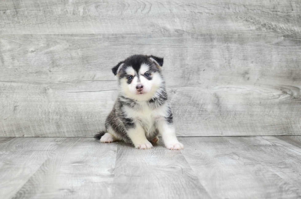 Funny Pomsky Designer Pup