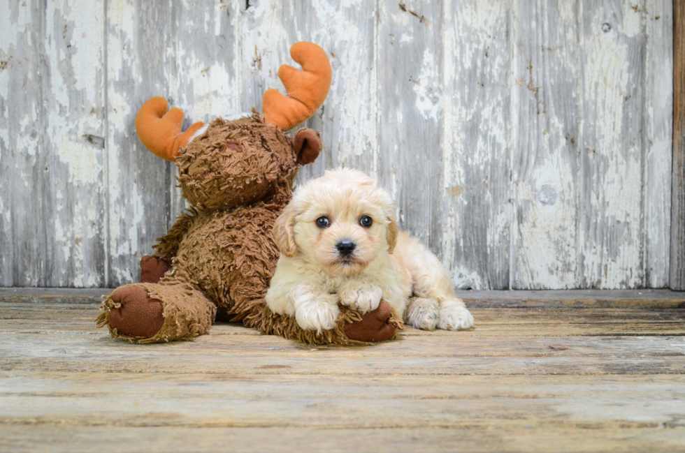 Cavachon Pup Being Cute