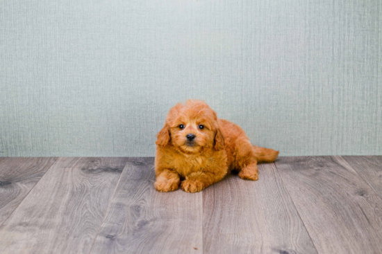 Best Mini Goldendoodle Baby