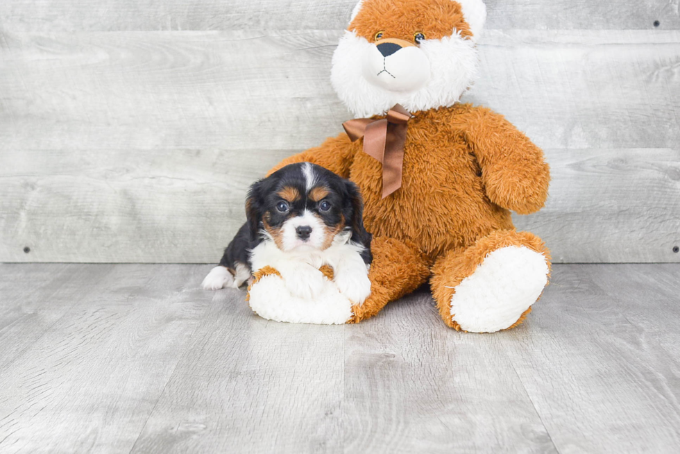 Smart Cavalier King Charles Spaniel Purebred Puppy