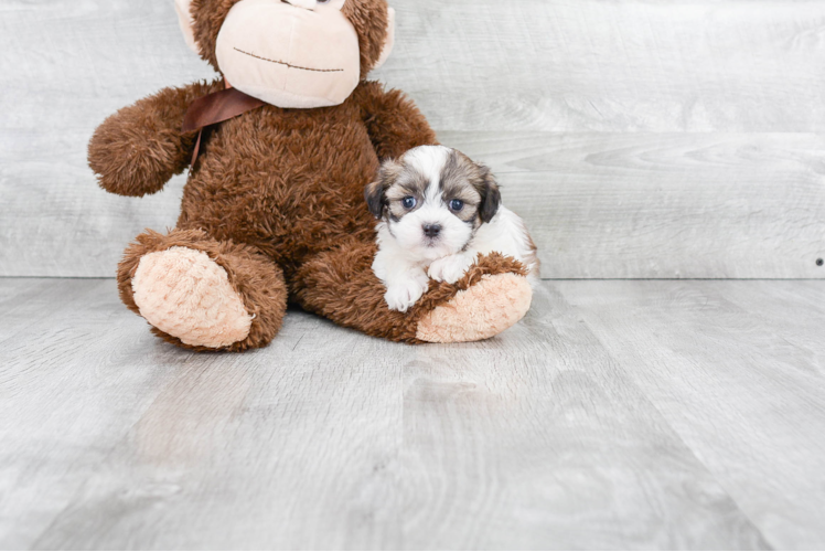 Teddy Bear Pup Being Cute