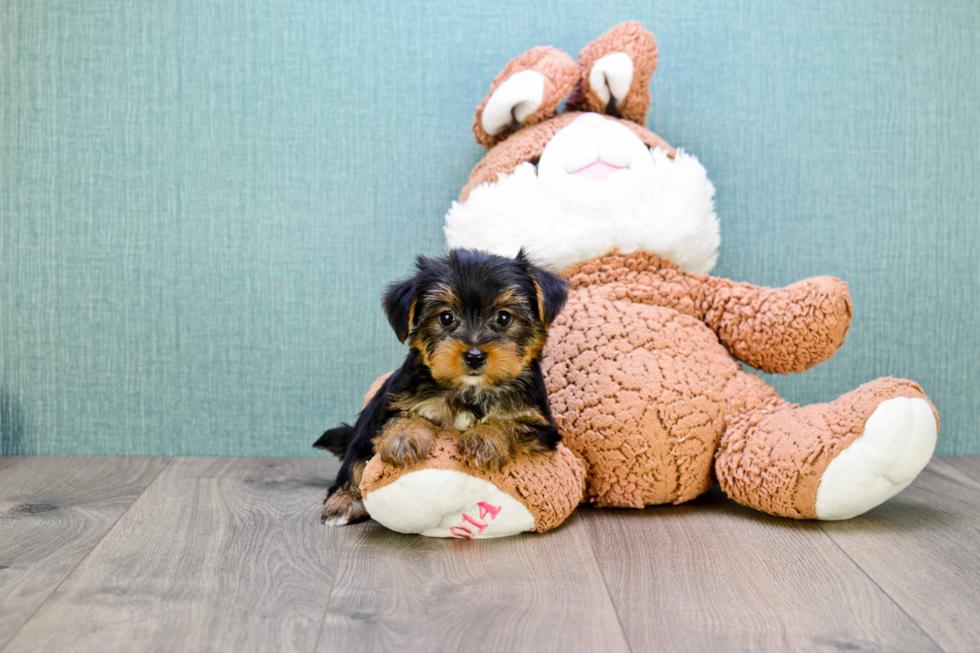 Meet Lisa - our Yorkshire Terrier Puppy Photo 