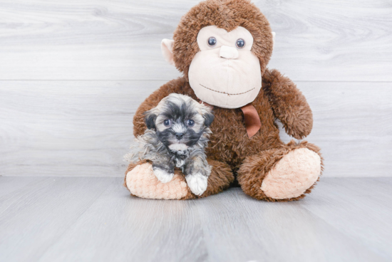 Smart Havanese Purebred Puppy