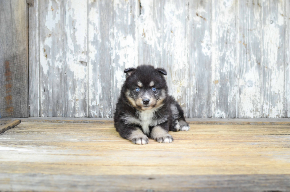 Popular Pomsky Designer Pup