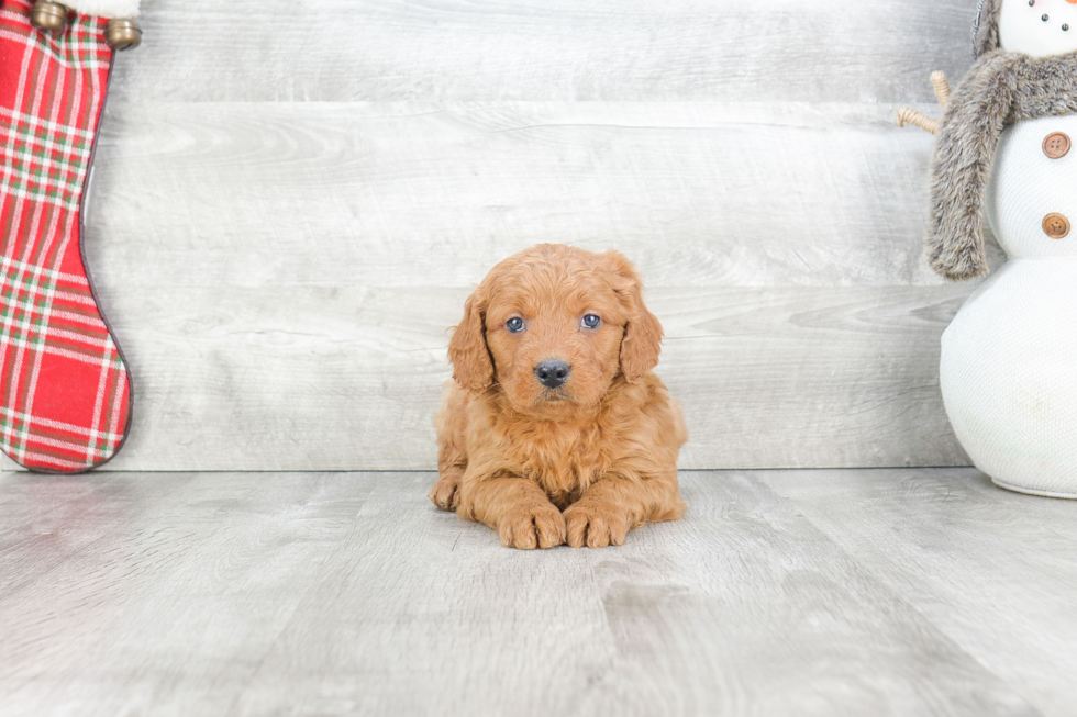 Little Golden Retriever Poodle Mix Puppy