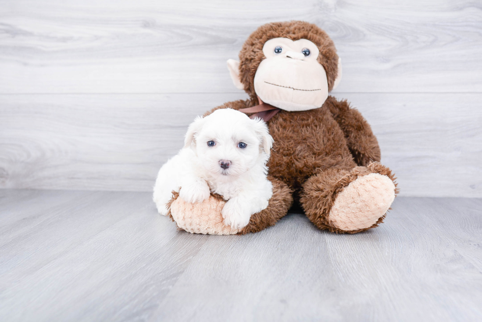 Teddy Bear Pup Being Cute