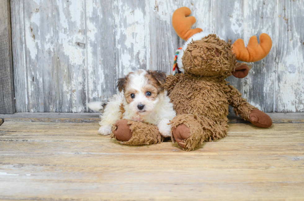 Petite Morkie Designer Pup