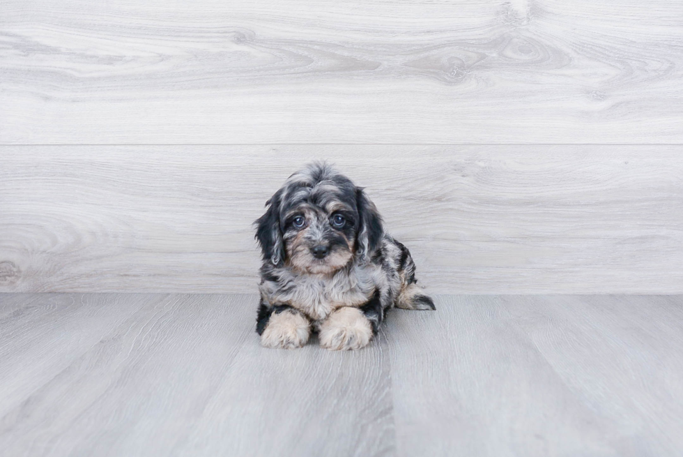 Petite Cockapoo Poodle Mix Pup