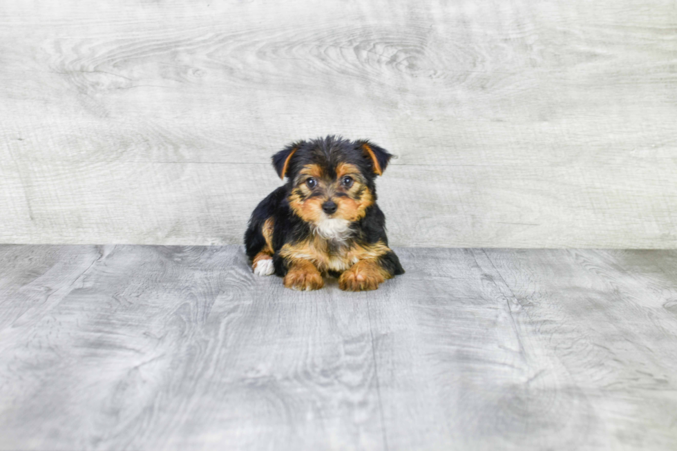 Meet Izzie - our Yorkshire Terrier Puppy Photo 