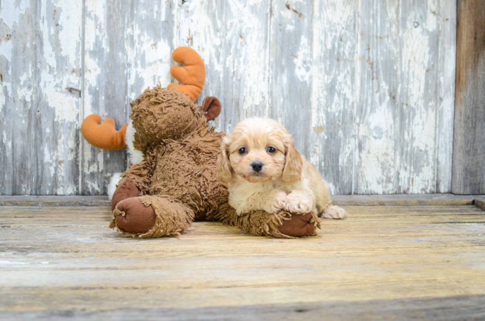 Cavapoo Puppy for Adoption