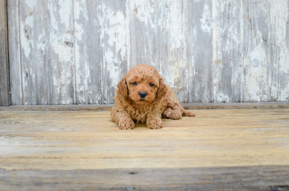 Popular Mini Goldendoodle Poodle Mix Pup