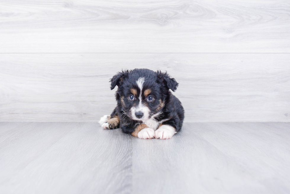 Petite Mini Aussiedoodle Poodle Mix Pup