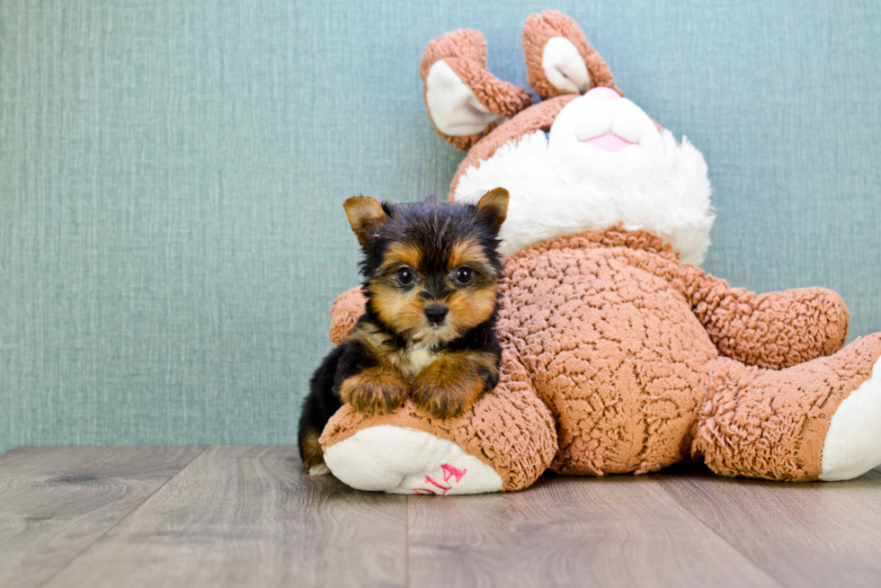 Meet Bella - our Yorkshire Terrier Puppy Photo 