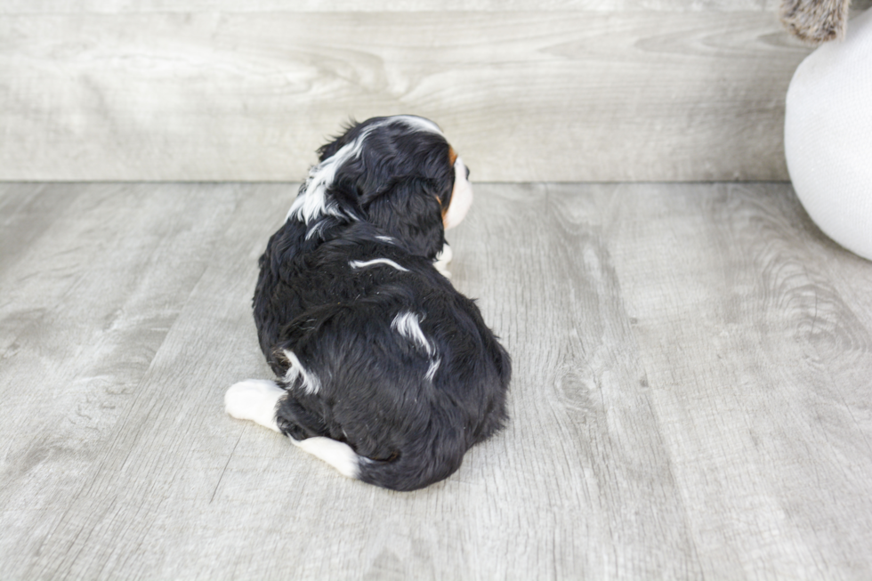 Playful Cavalier King Charles Spaniel Baby