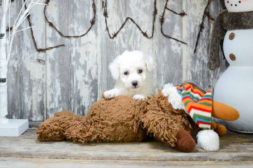 Small Bichon Frise Purebred Pup