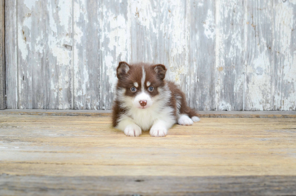 Pomsky Pup Being Cute