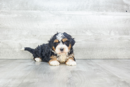 Friendly Mini Bernedoodle Baby