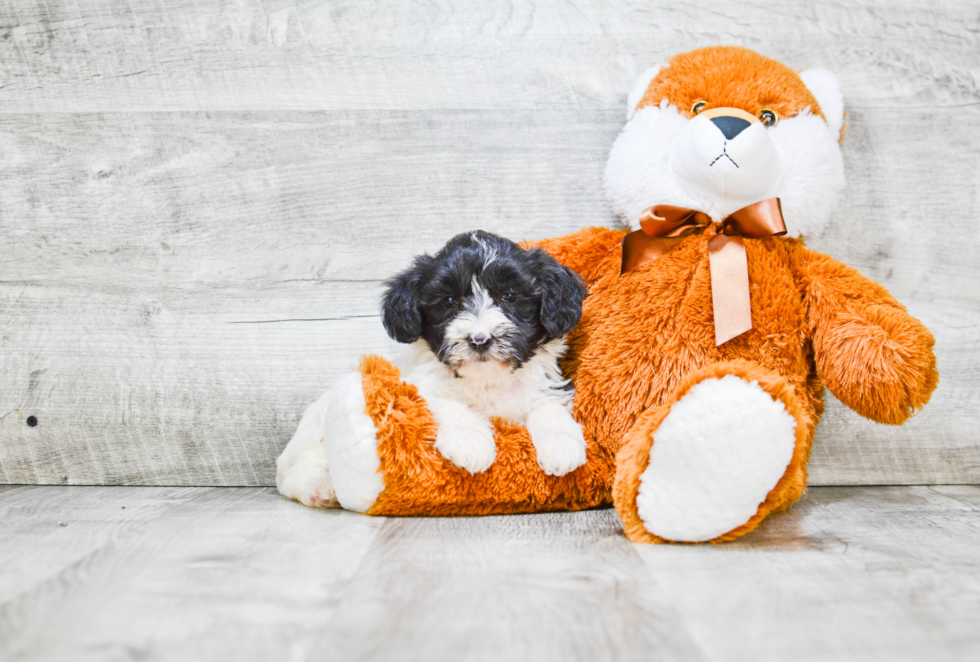 Best Mini Labradoodle Baby