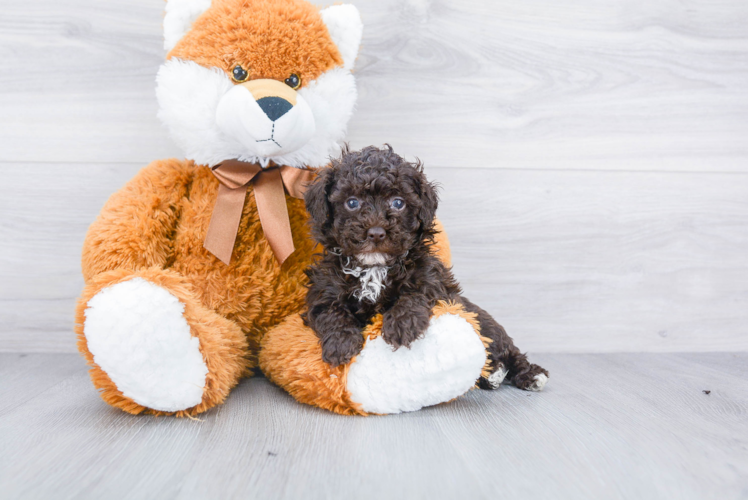 Playful Poodle Purebred Pup