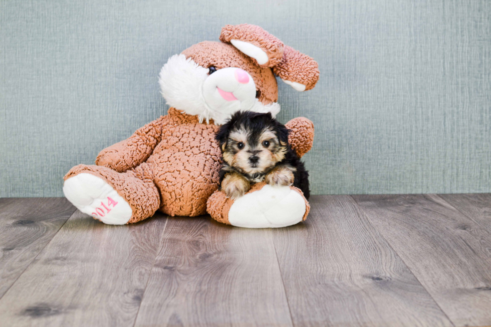 Small Morkie Baby