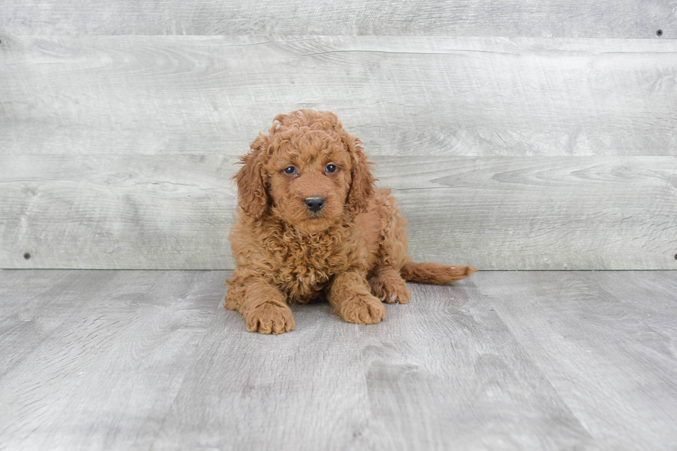 Adorable Golden Retriever Poodle Mix Puppy