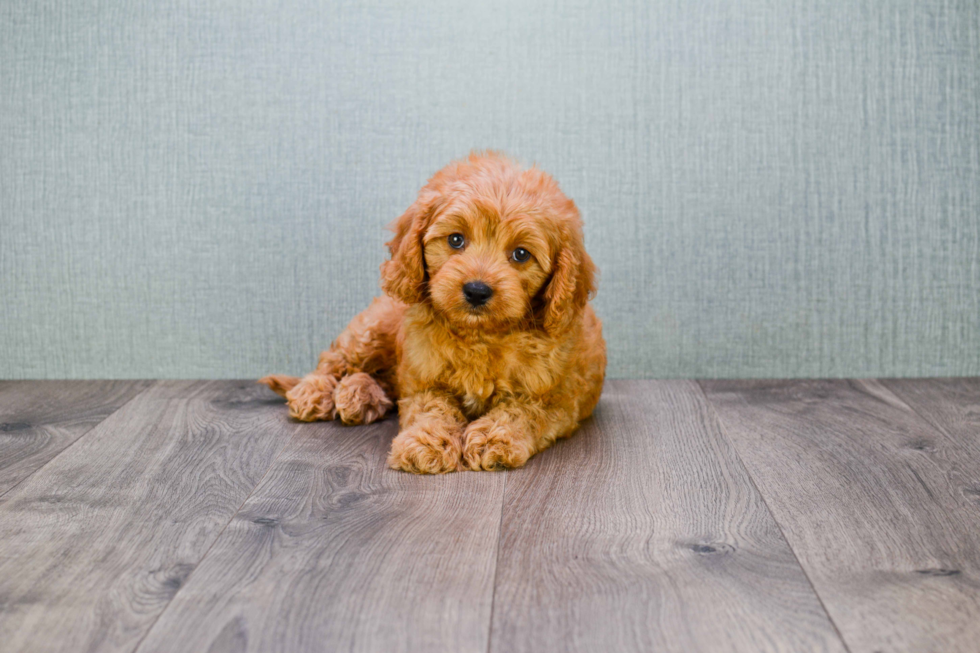 Best Cavapoo Baby