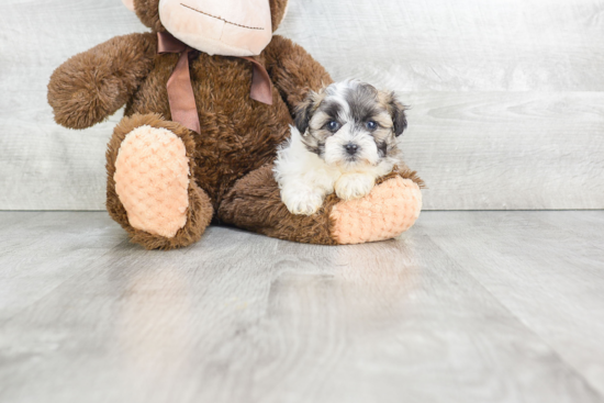 Teddy Bear Pup Being Cute