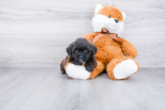 Teddy Bear Pup Being Cute