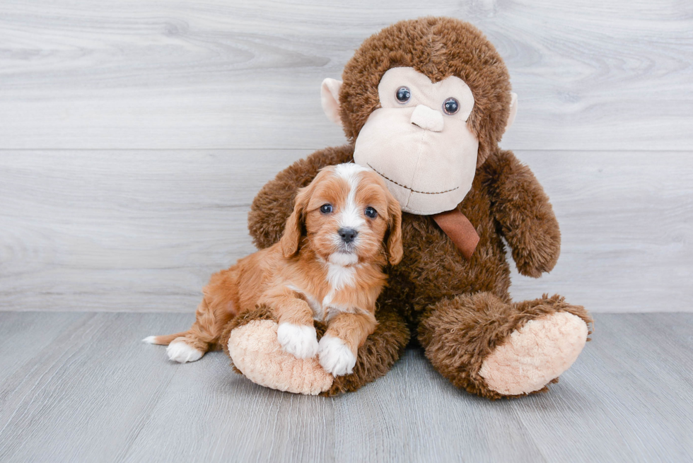 Funny Cavapoo Poodle Mix Pup