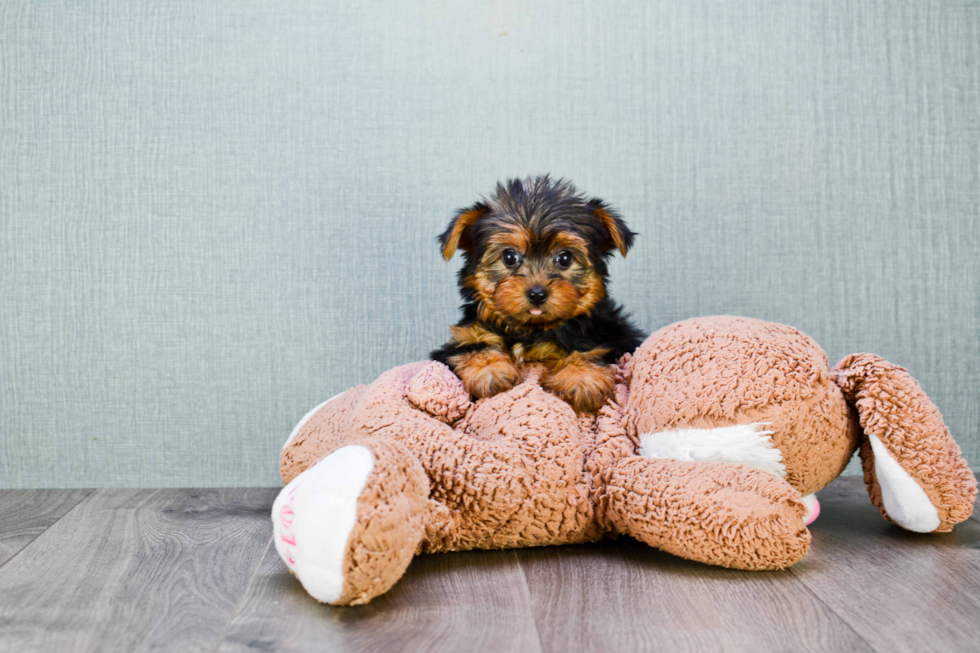 Meet Timmy - our Yorkshire Terrier Puppy Photo 