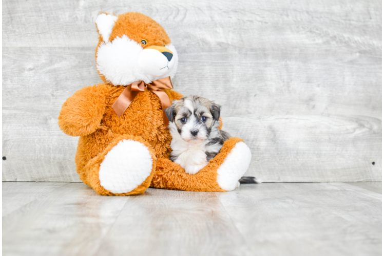 Playful Havanese Baby