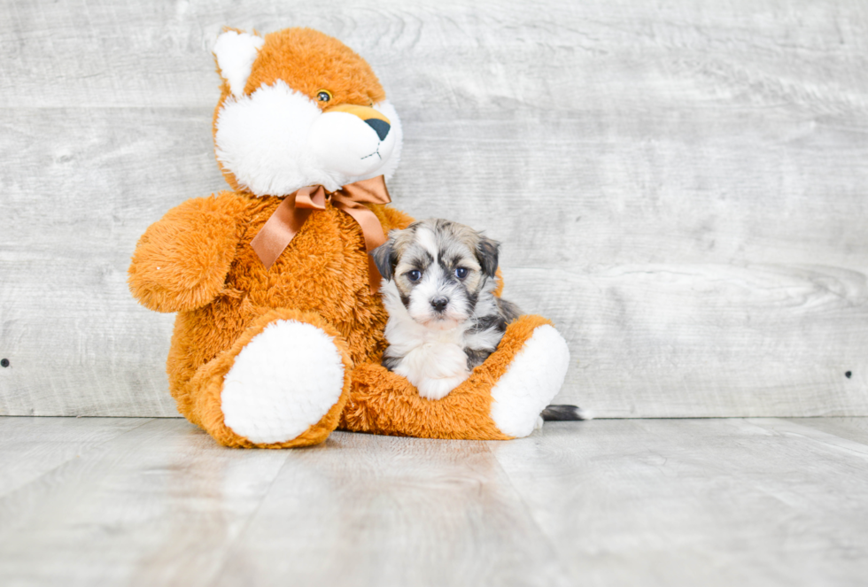 Playful Havanese Baby