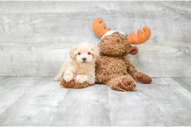 Small Cavapoo Baby