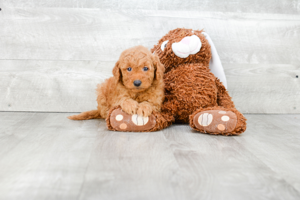 Mini Goldendoodle Pup Being Cute