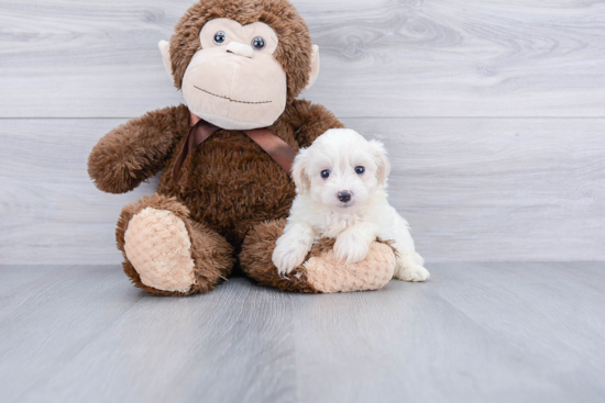 Playful Maltese Poodle Poodle Mix Puppy