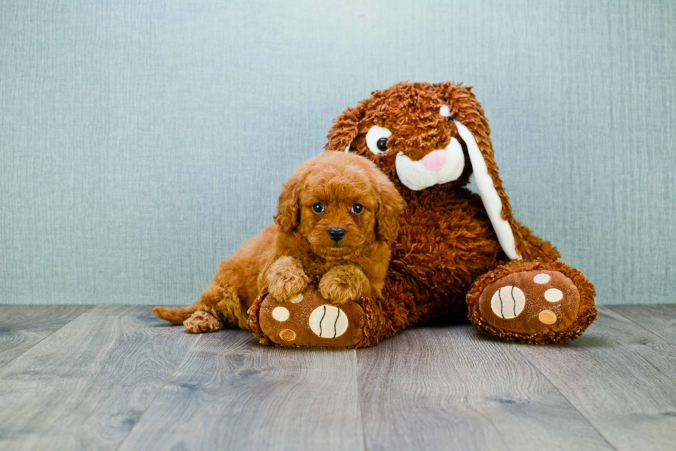 Playful Golden Retriever Poodle Mix Puppy