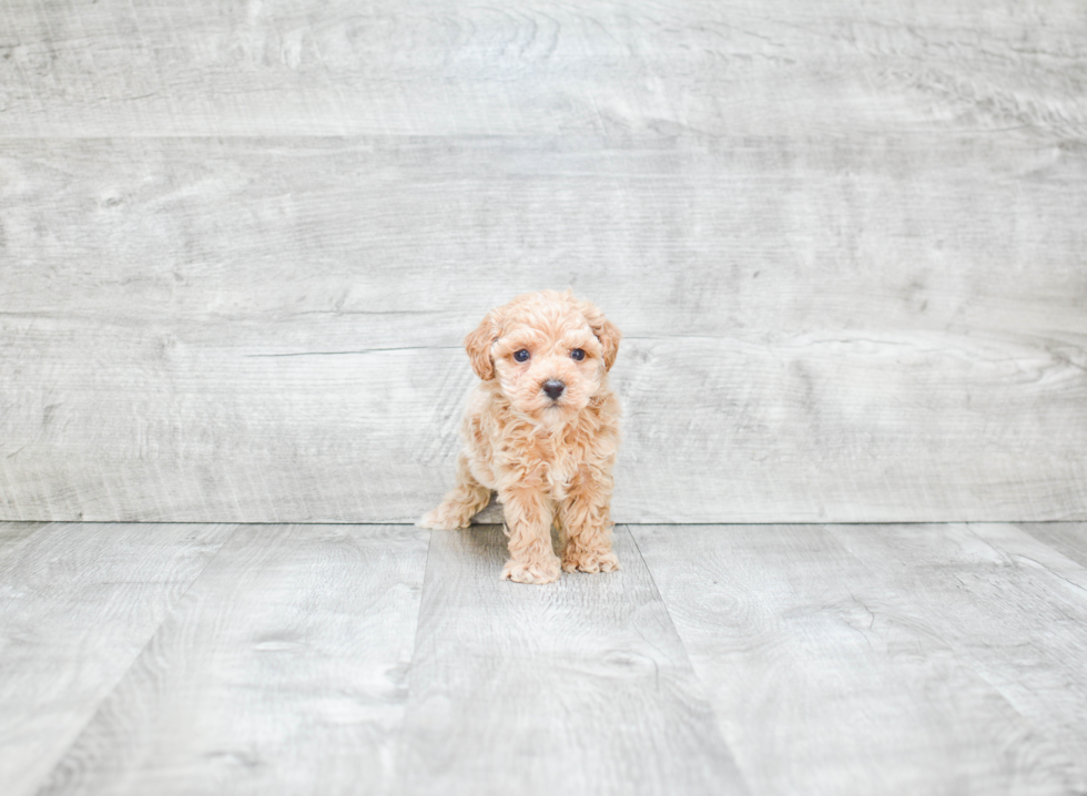 Adorable Pudle Purebred Puppy