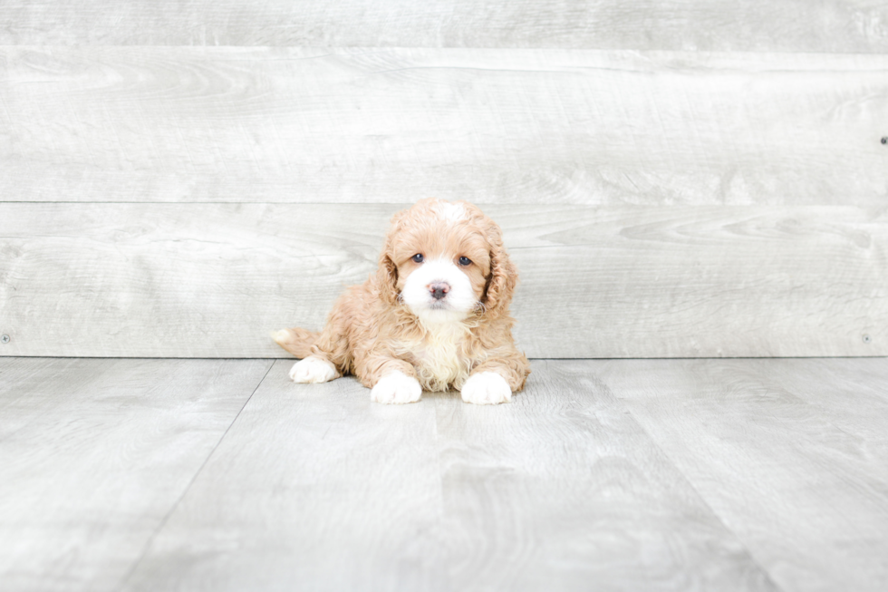 Small Cockapoo Baby