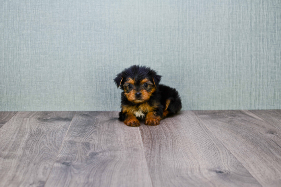 Meet Fiona - our Yorkshire Terrier Puppy Photo 