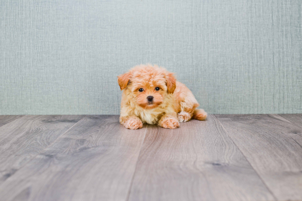 Best Maltipoo Baby