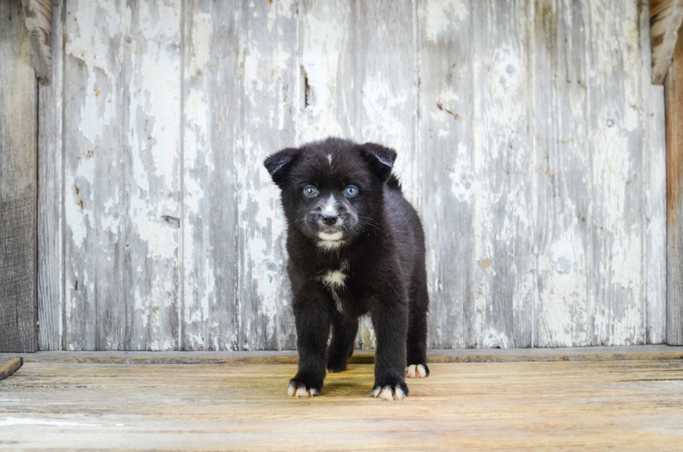 Energetic Mini Husky Designer Puppy