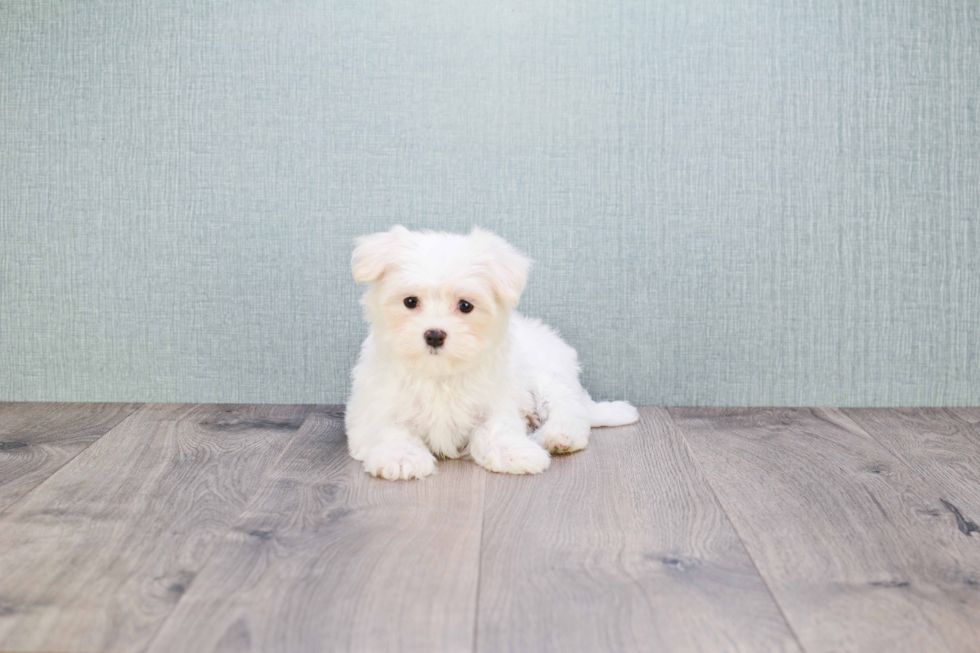 Energetic Maltese Poodle Poodle Mix Puppy